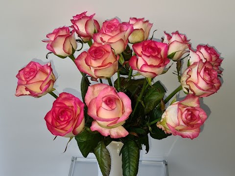 Fairtrade Rosen