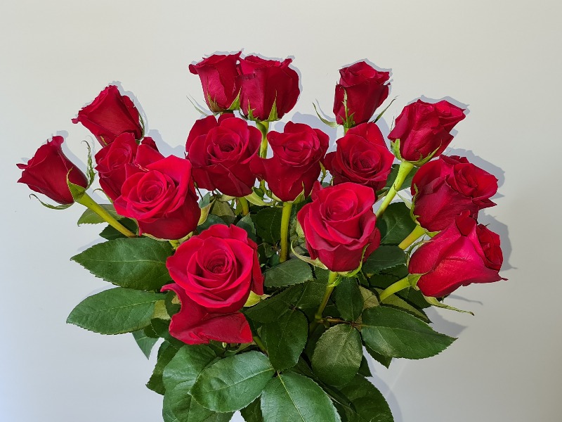 Fairtrade Rosen - 2380 Perchtoldsdorf - Mödling - Blumenstube Perchtoldsdorf