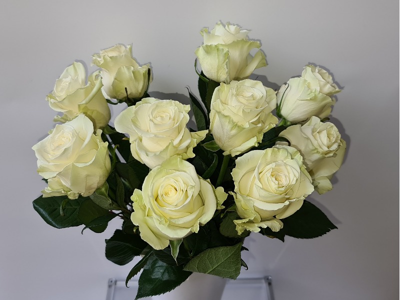 Fairtrade Rosen - 2380 Perchtoldsdorf - Mödling - Blumenstube Perchtoldsdorf
